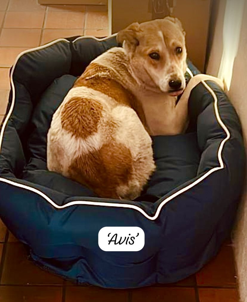 A small tan and white dog with a serious expression sitting in a black dog bed near a wall. The name 'Avis' is written on the bed.
