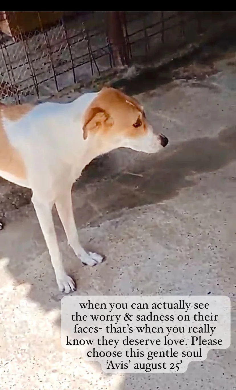 WhatsApp Image 2026-02-08 at 10.20.01 (1).jpeg