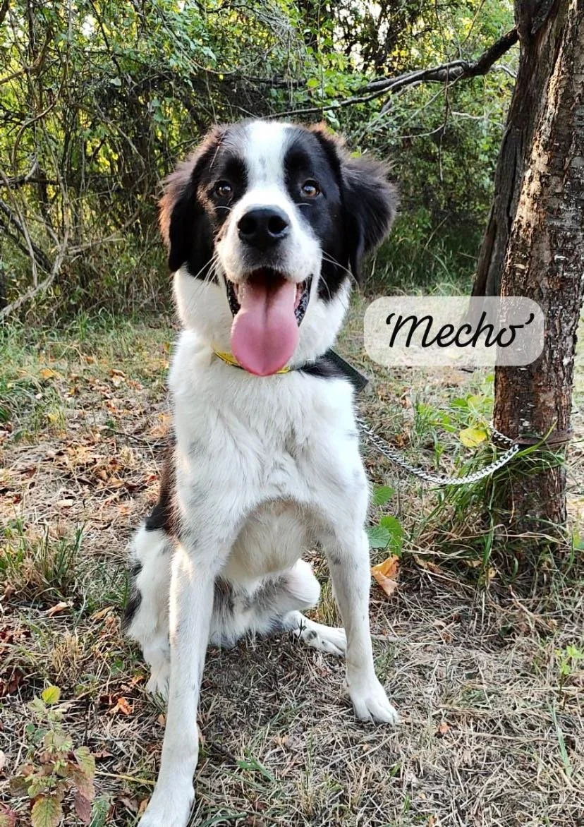 A black and white dog sitting outdoors on a patch of dirt and grass, with a chain leash tied to a tree. The dog has a pink tongue hanging out and appears happy. There are trees and green foliage in the background. A label with the word "Mecho" is overlaid on the image.