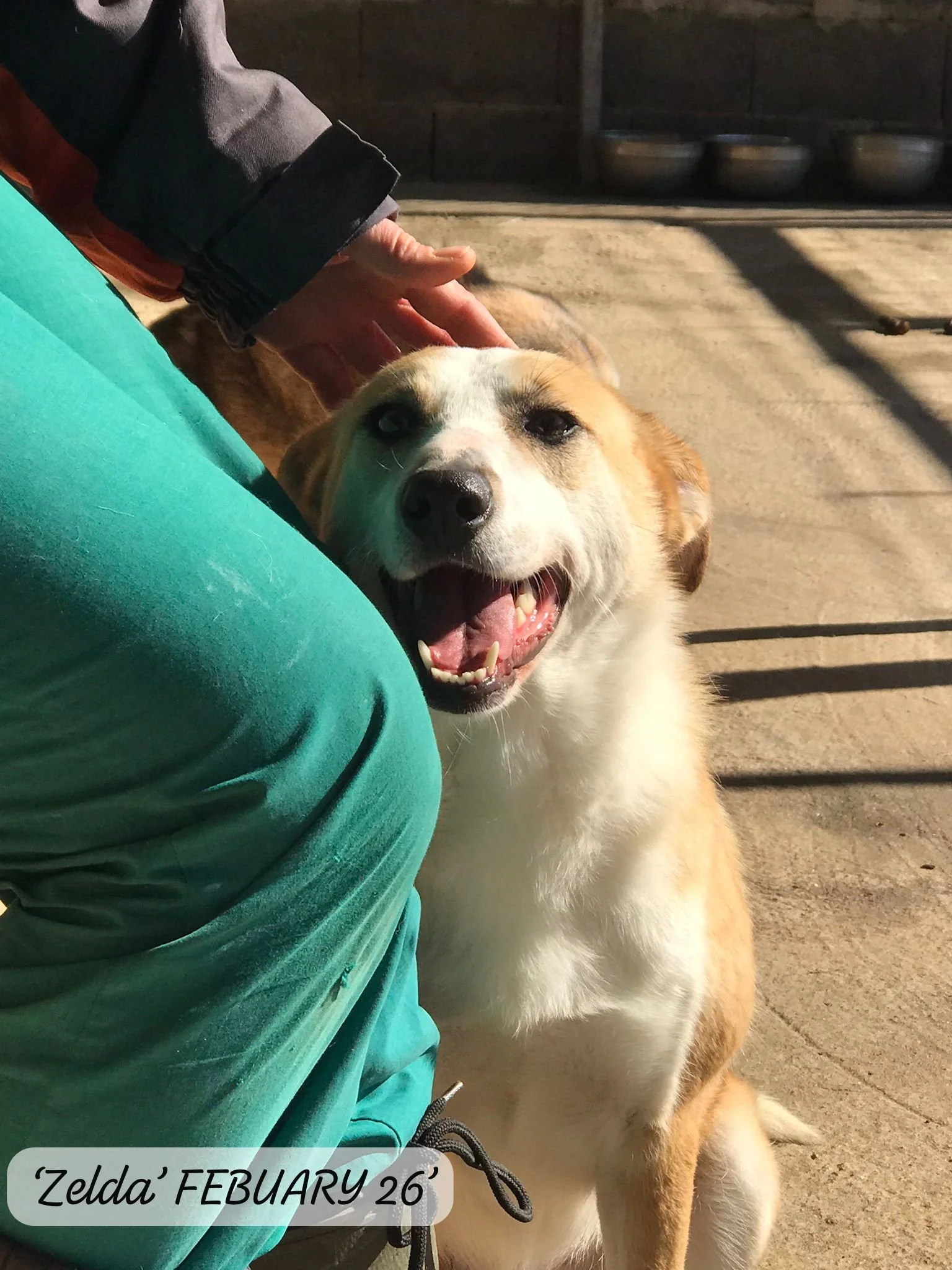 A happy dog with open mouth next to a person wearing turquoise pants and a gray jacket, outdoors on a sunny day.