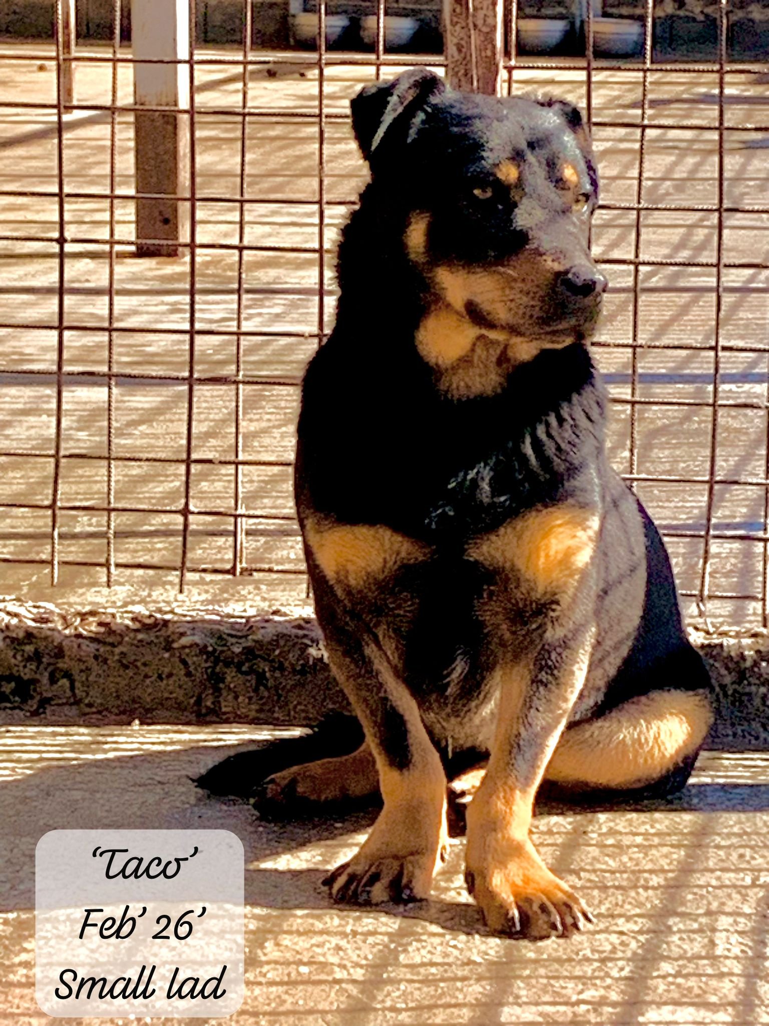 A young black and tan dog sitting outside on a wooden deck, in front of a metal fence. The dog looks alert with a curious expression. Text in the corner reads: 'Taco' Feb 26' Small lad.