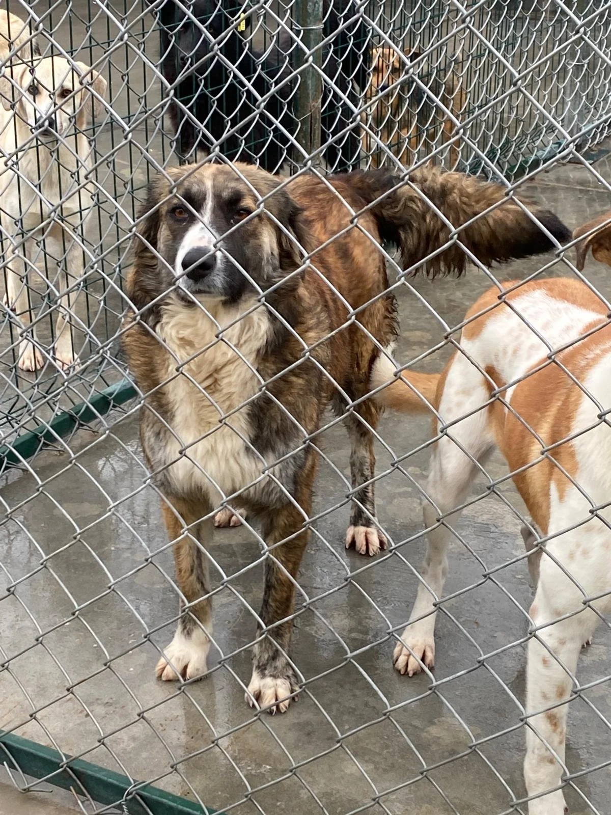 Several dogs behind a chain-link fence at an animal shelter. One dog with a brown and white coat looking directly at the camera, and others in the background and to the side.