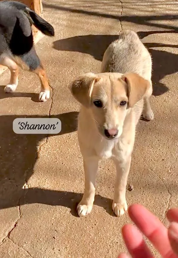A light-colored puppy named Shannon standing on a concrete surface with a darker spot of shadow behind it. Part of a hand with fingers extended is visible in the bottom right corner. Another dog with black, white, and tan fur is partially visible on the left side of the image.