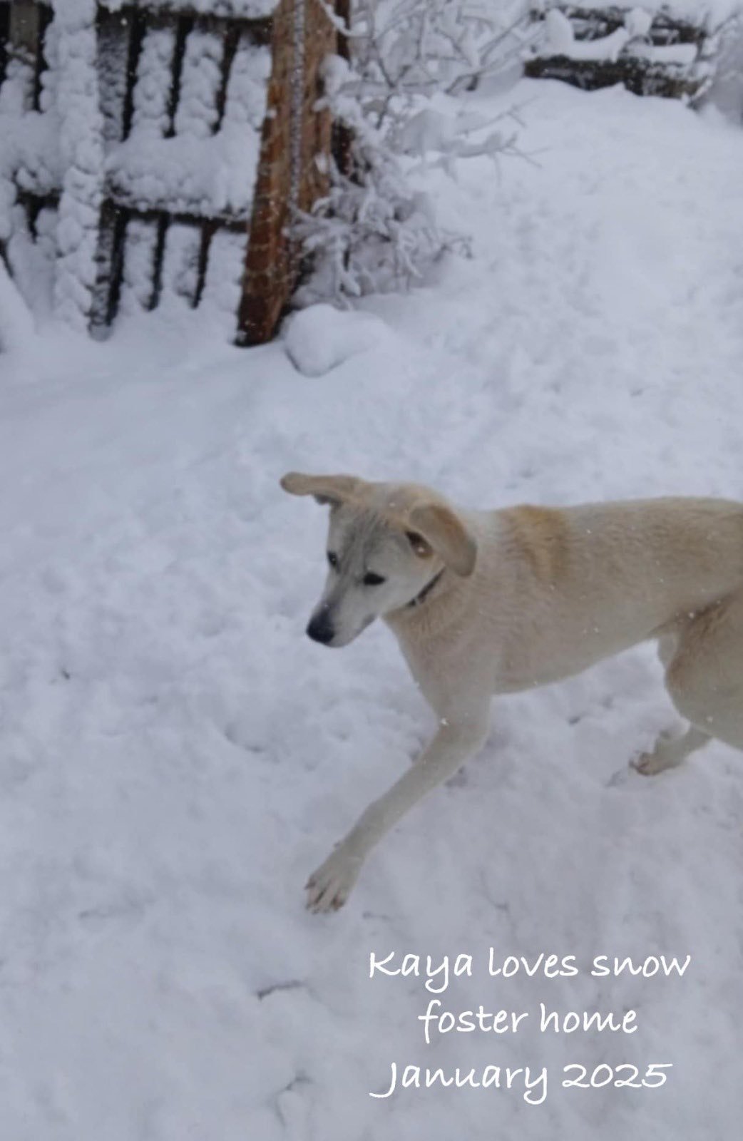 A light-colored dog playing in the snow in a backyard, with a wooden fence and snow-covered trees in the background. Text overlay reads, 'Kaya loves snow foster home January 2025.'