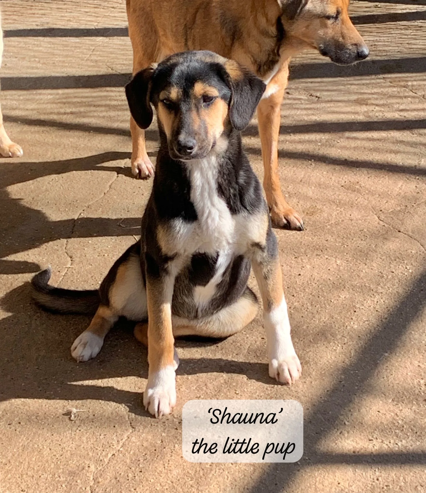 A small black and tan puppy with white markings on its chest and paws, sitting on a concrete surface, with one eye closed and head slightly tilted. Behind the puppy, a larger tan and brown dog stands, with only part of its body visible. The photo is labeled 'Shauna' the little pup.