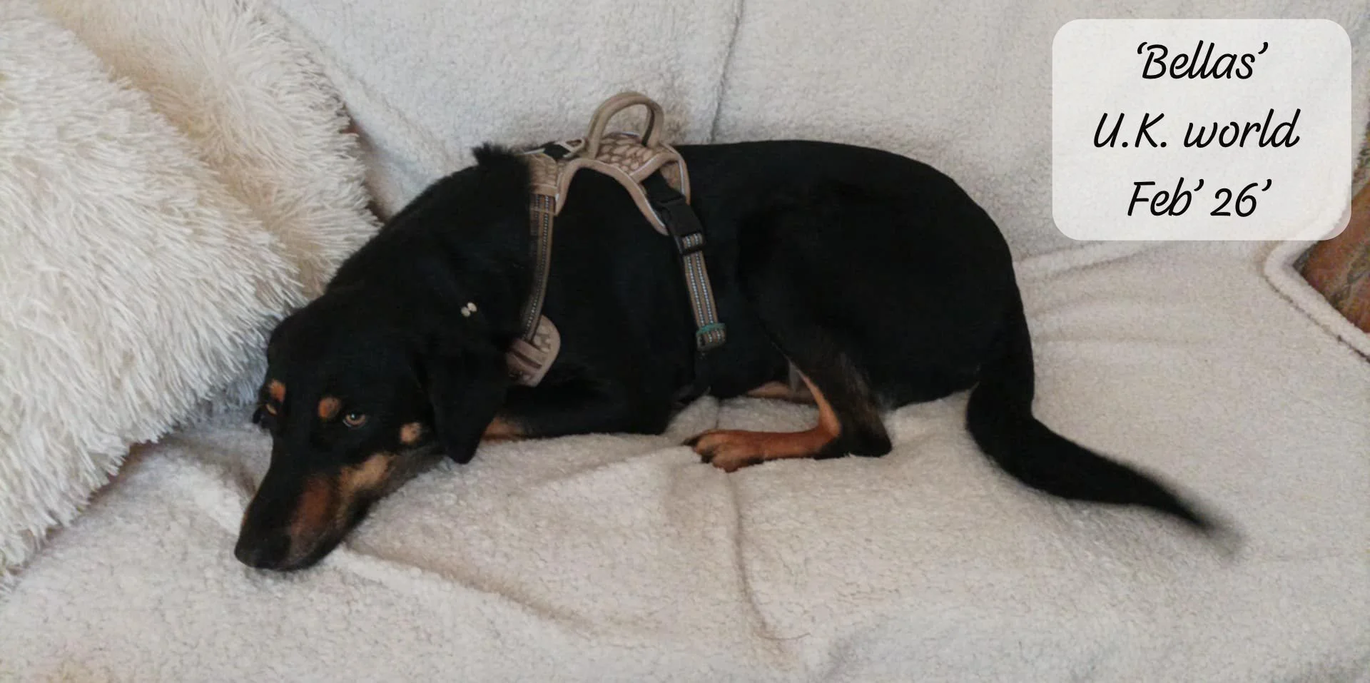 WhatsApp Image 2026-02-27 at 11.48.52 (1).jpeg