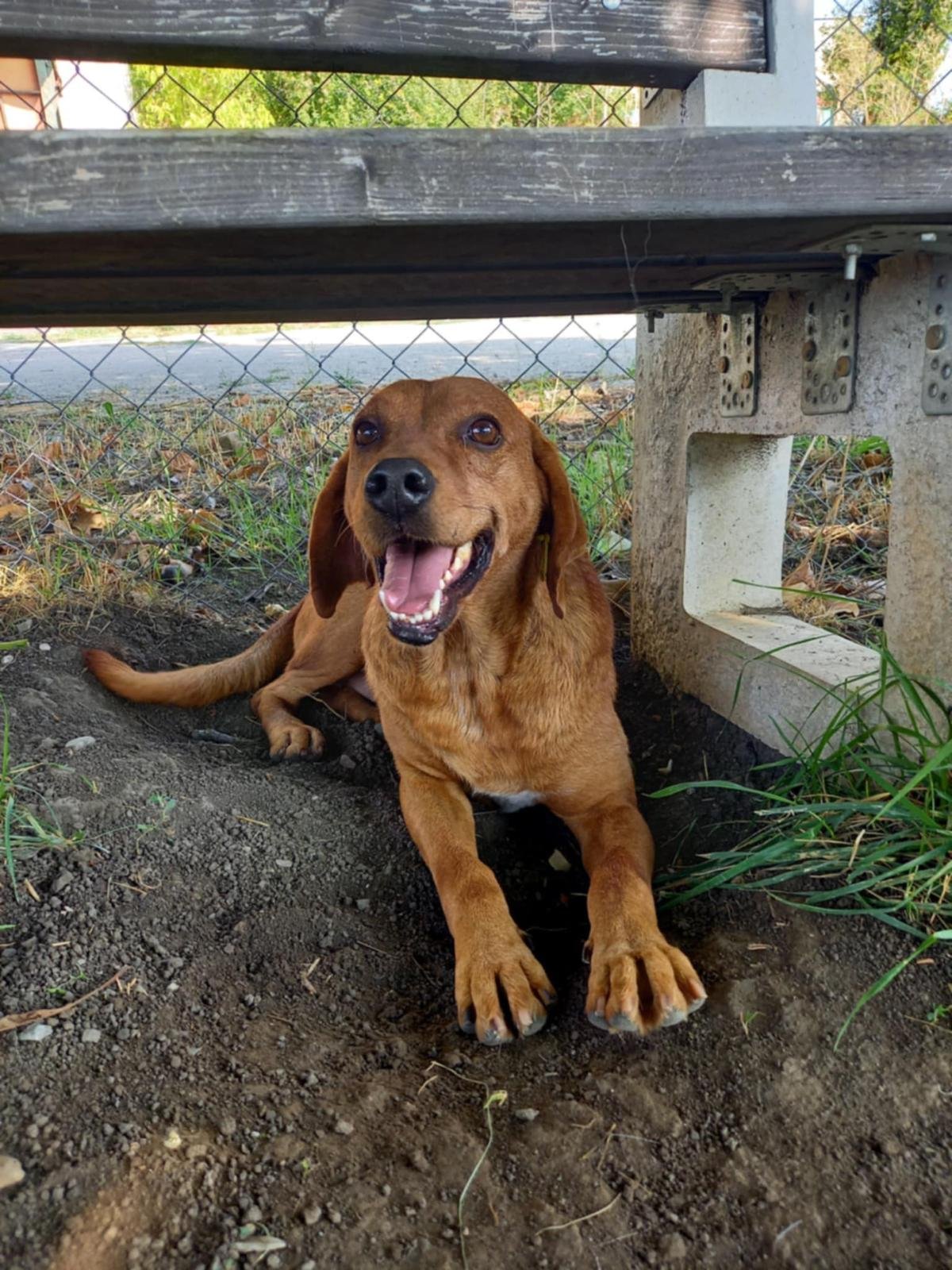 A happy brown dog lying under a park bench on dirt ground, looking at the camera with its mouth open.