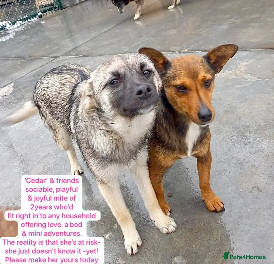 Two dogs standing close together on a concrete surface, one with grey and white fur and the other with brown and black fur, both looking at the camera. A third dog is partially visible in the background.