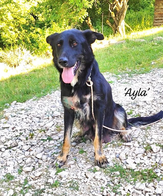 Ayla cover photo.jpeg