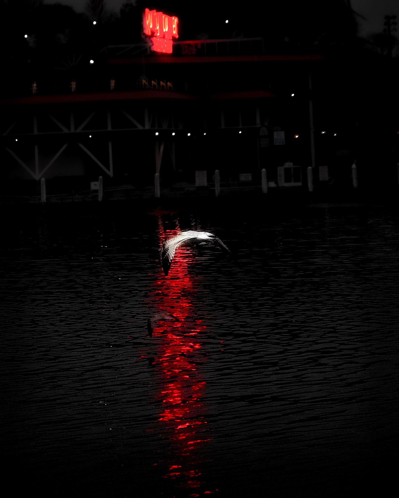 red light bird.jpg
