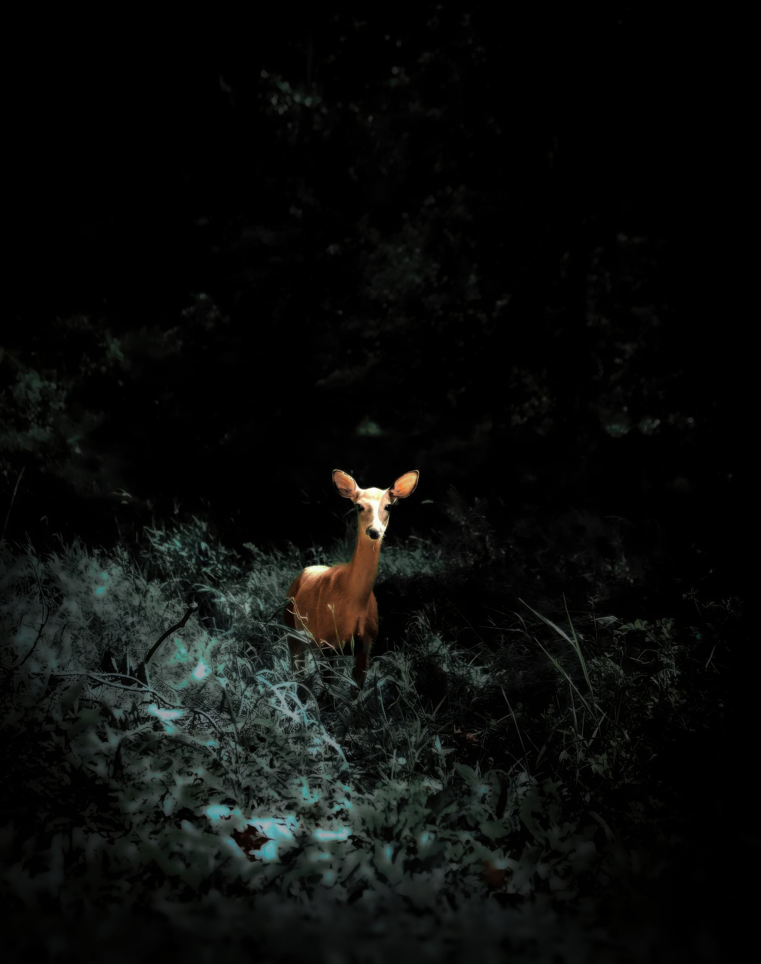 40x60thats the deer-gigapixel-standard v2-7200w.jpg