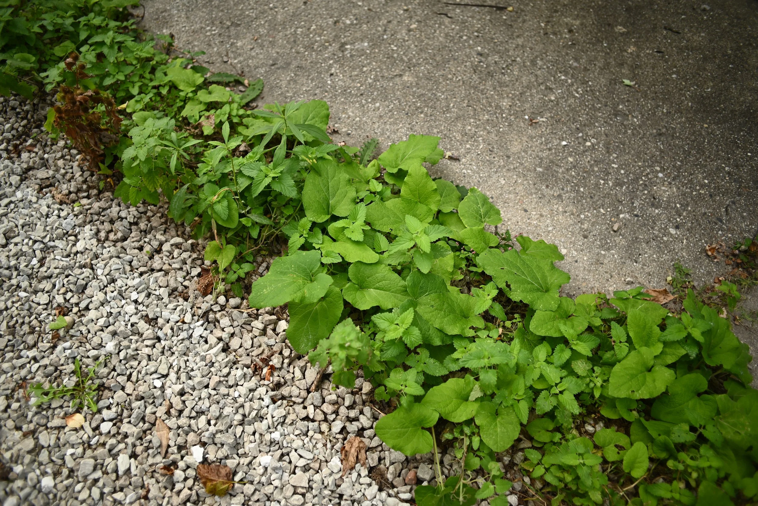 20251011_ABH_1329_Alley Stuff Plants Greenery Vintage Lens.JPG