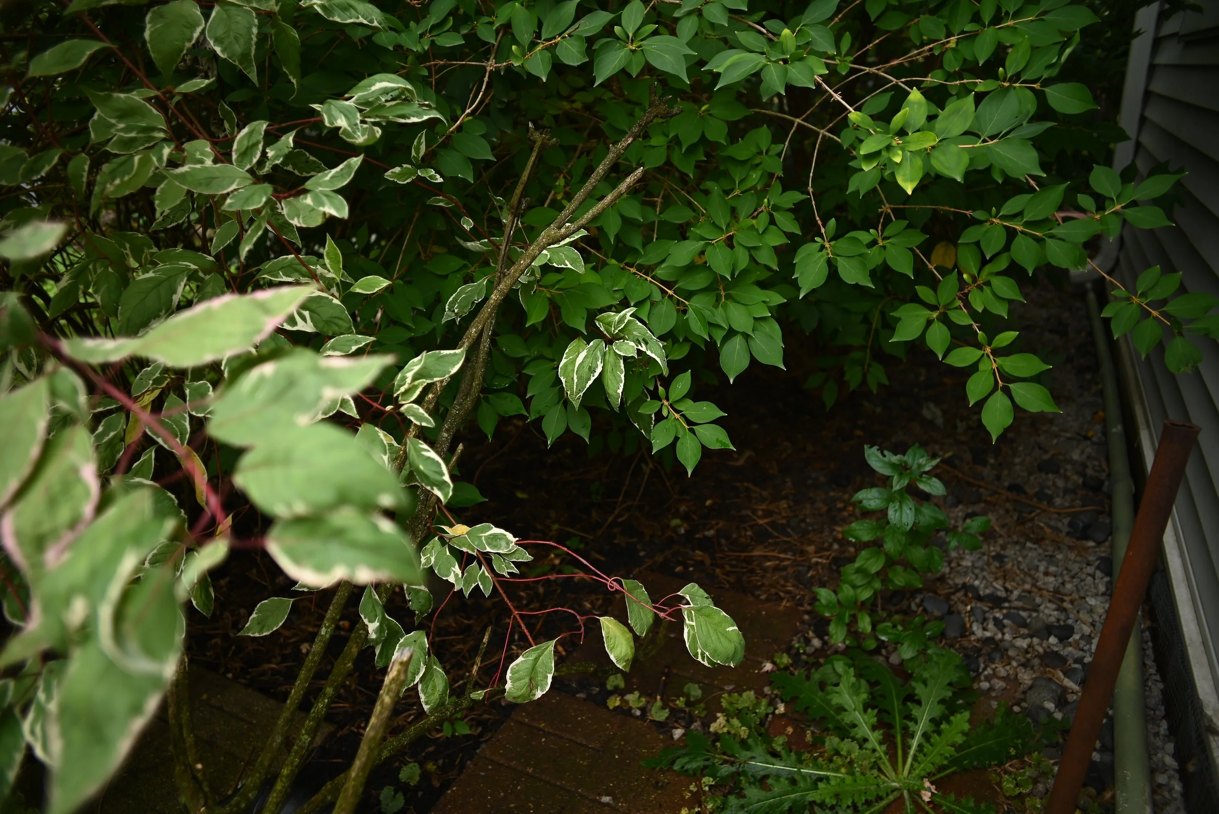 20251011_ABH_1334_Backyard Stuff Plants Greenery Vintage Lens.JPG