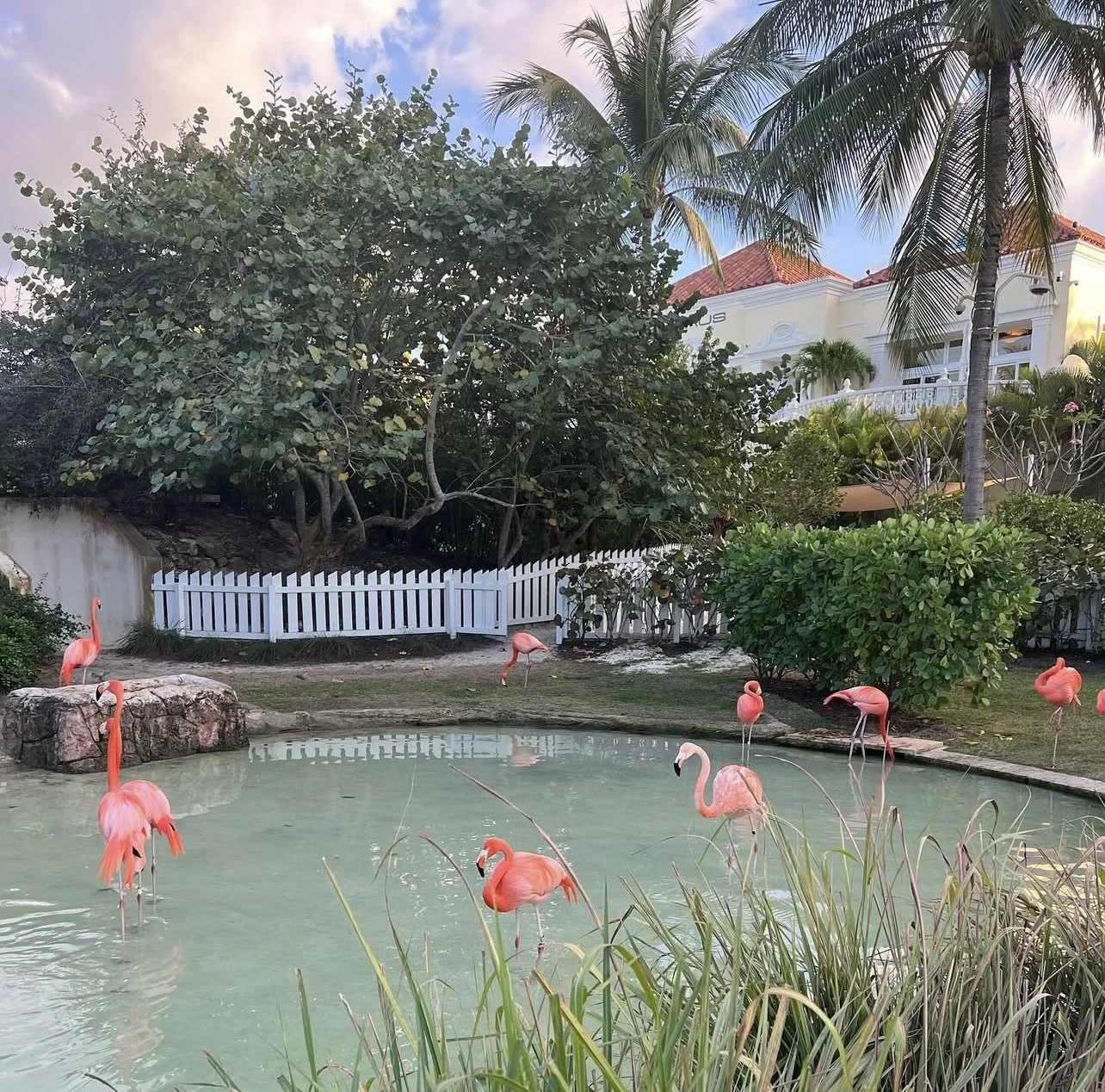 A pond with pink flamingos standing in and around the water at Baha Mar resort in Nassau, Bahamas, a signature luxury destination by Travel by Angela