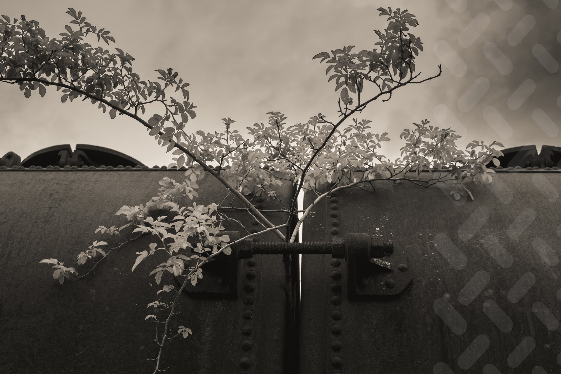 L'arbre Rouillé