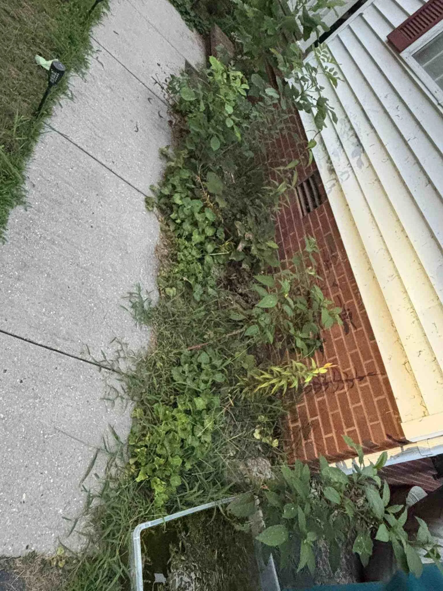 Overgrown landscape beds before residential landscaping cleanup in McMinnville, TN