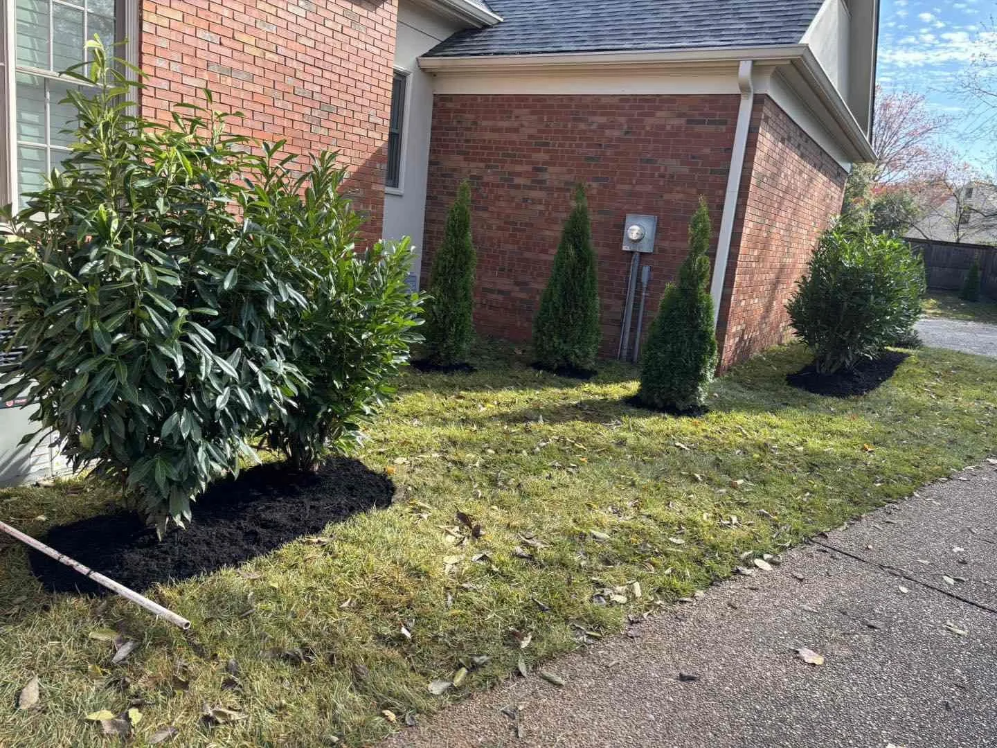 A landscaped yard with large green bushes and small trees with dark mulch at their bases, next to a brick house with a sidewalk in the foreground.