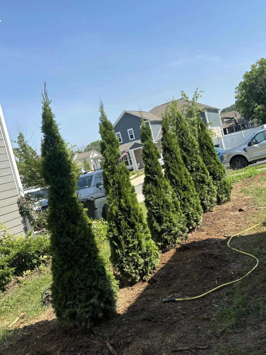 Emerald Green arborvitae planted for residential landscaping privacy in McMinnville, TN