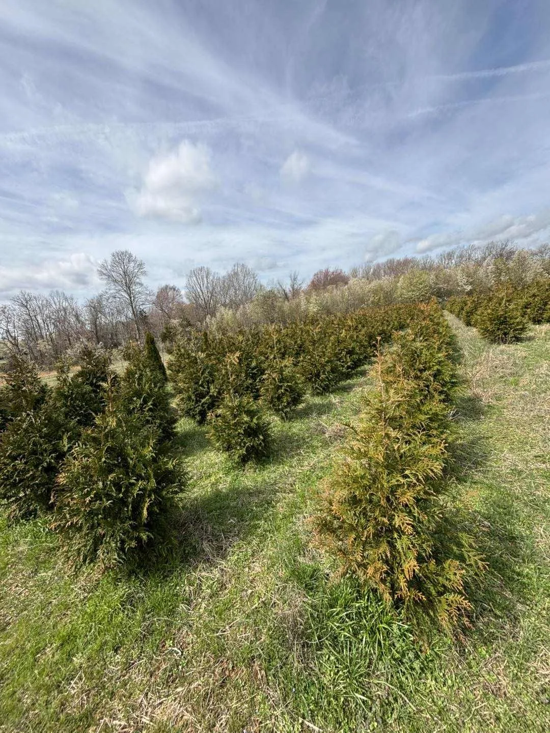 Evergreen tree installation for commercial landscaping