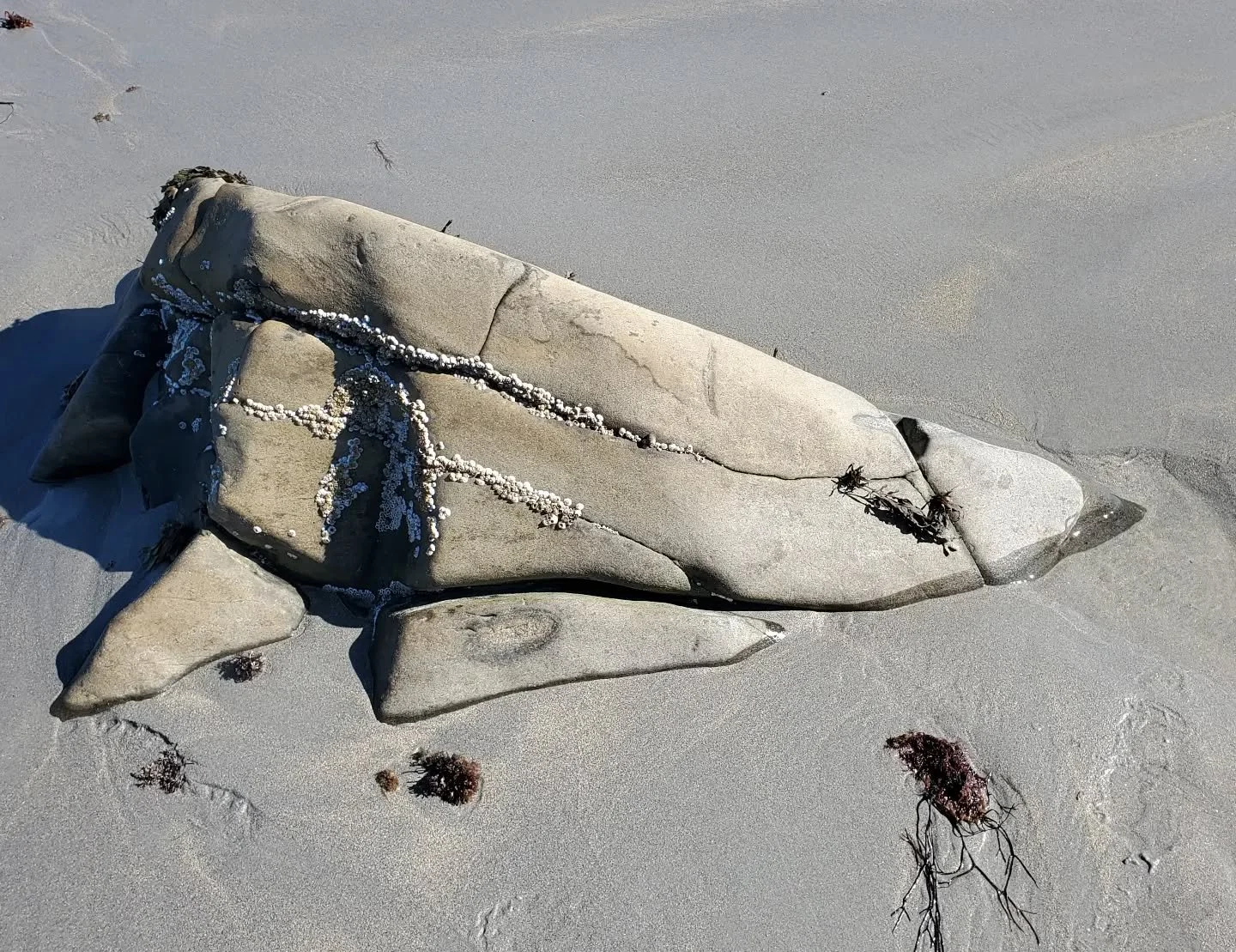 Saw a great white 🦈 at White Point Resort 🇨🇦 #wildlifephotography #wildlife #wildlifeplanet #wildanimals #seethingsdifferently #artinspiration #naturephotography #artnature #artinnature #ecoart #ephemeralart #seethingsdifferently #earthart #dream 
