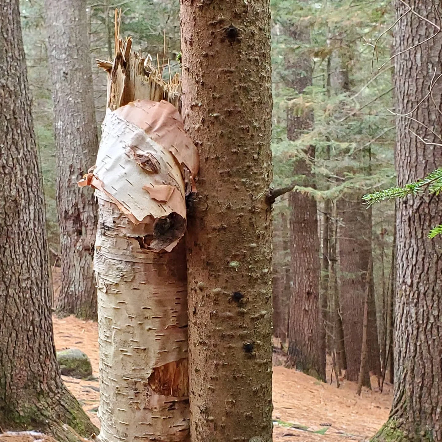 Shy Llama. #ecoart #ephemeralart #seethingsdifferently #earthart #dream #birch #dreamscape #dreams #foundart #findart #nature_perfection #fiftyshades_of_nature #nature_wizards #ourplanetdaily #naturelover #shotwithlove #nature_brilliance #earthfocus 