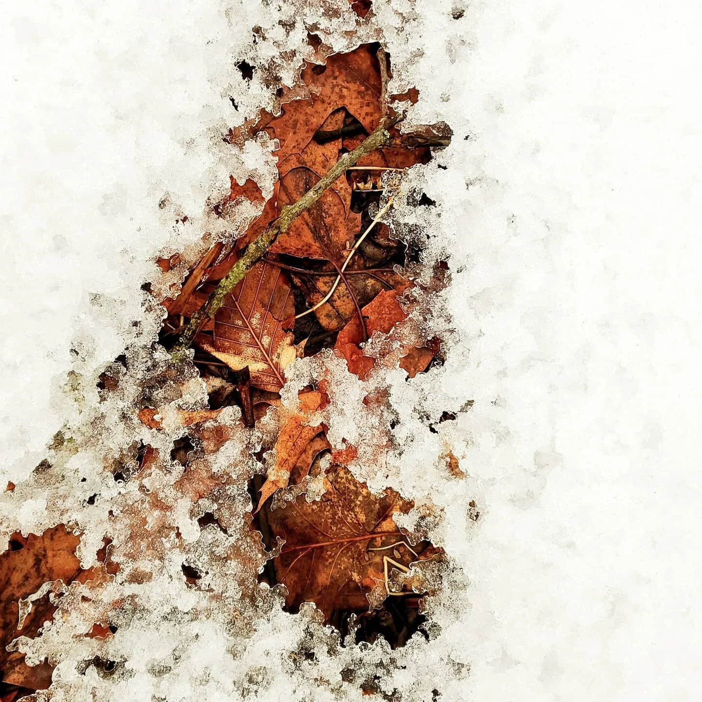 Mr. Fox (showing off his big teeth). #snow #leaves #seethingsdifferently #earthart #dream #dreamscape #dreams #foundart #findart #nature_perfection #fiftyshades_of_nature #nature_wizards #ourplanetdaily #naturelover #shotwithlove #nature_brilliance #