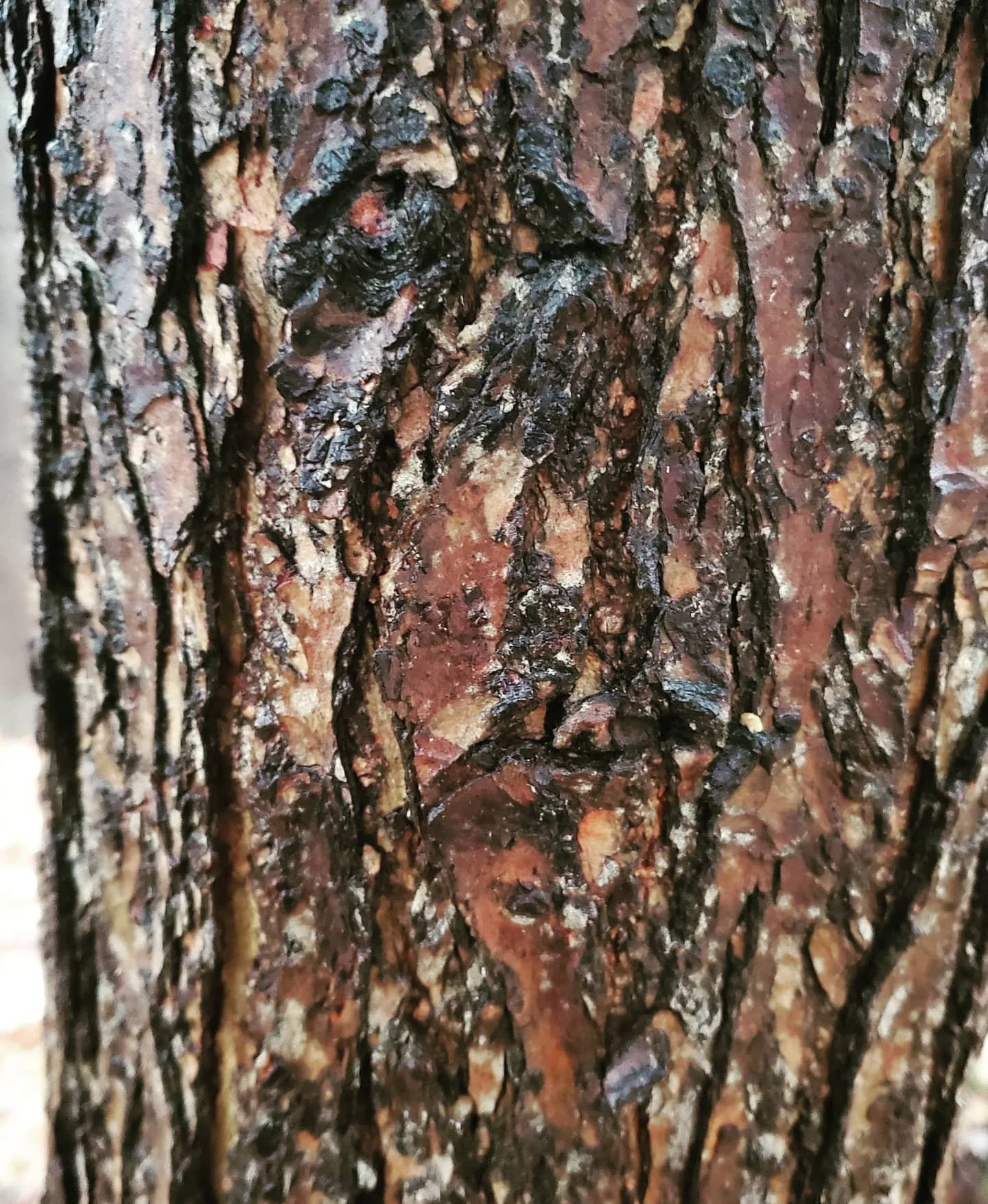 Tree bark cubism. #nature_wizards #ourplanetdaily #naturelover #shotwithlove #cubism #nature_brilliance #earthfocus #instanaturefriends #ig_naturelovers #ig_nature #earthart #earthpics #naturephotographer #naturephotograph #amazingnature #foundart #n