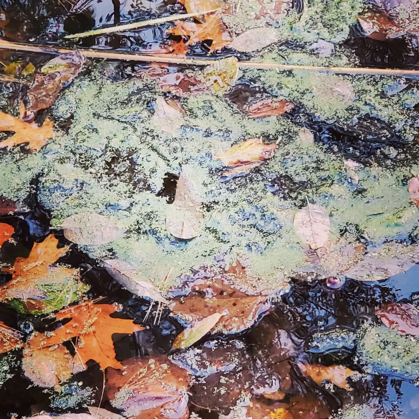 Swamp monster kiss kiss! #seethingsdifferently #swampmonster #earthart #dream #dreamscape #dreams #foundart #findart #nature_perfection #fiftyshades_of_nature #nature_wizards #ourplanetdaily #naturelover #shotwithlove #nature_brilliance #earthfocus #