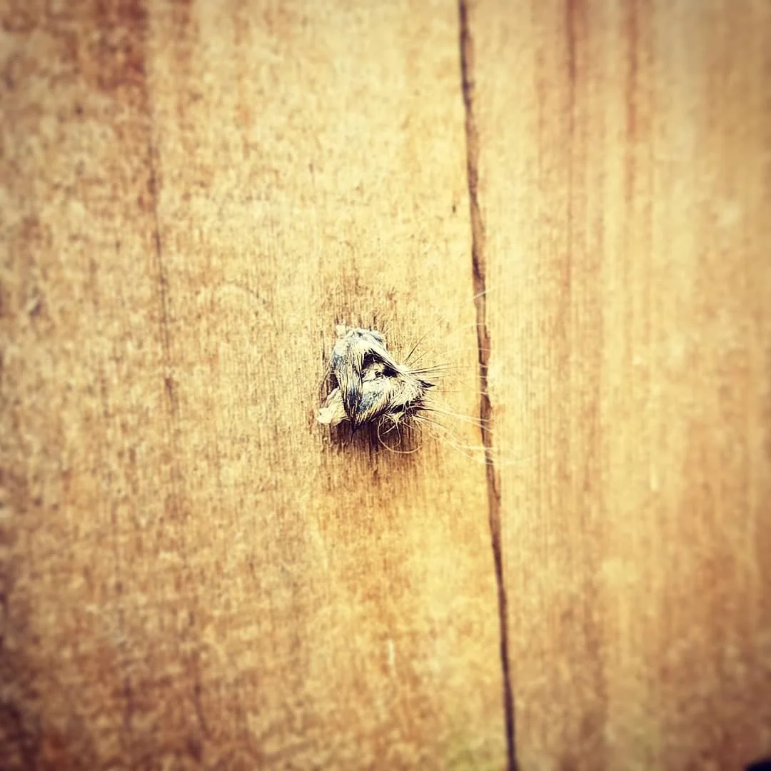Mouse in the house!
#nature_wizards #ourplanetdaily #naturelover #shotwithlove #nature_brilliance #earthfocus #instanaturefriends #ig_naturelovers #ig_nature #earthart #earthpics #naturephotographer #naturephotograph #amazingnature #foundart #naturel