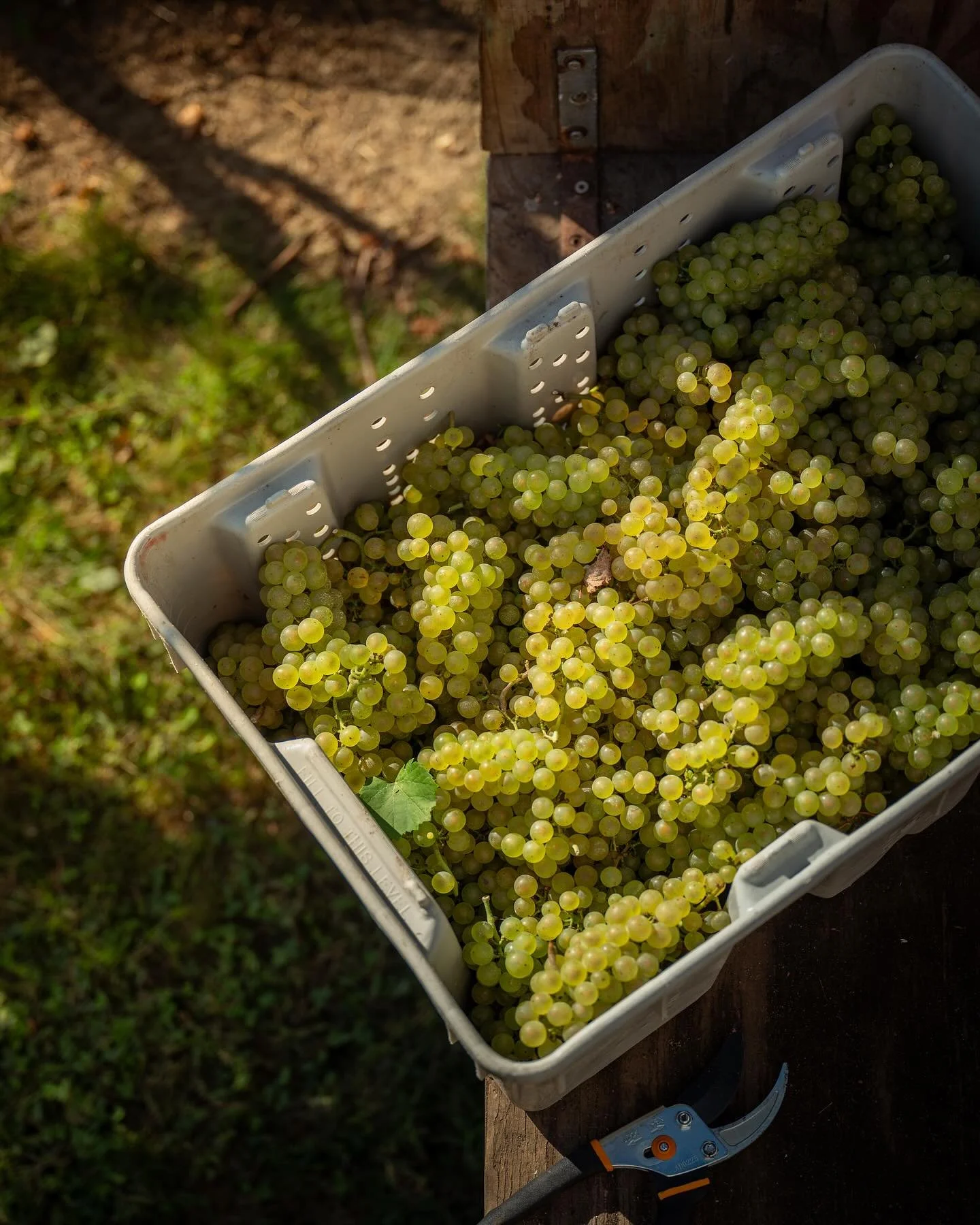 TONIGHT! Harvest Apertivo Hour today, Friday September 26th, from 4-8PM! Pinky and Harvest Spritzes with light bites from @orchardstreeteats and music by @theastroband ! 

Saturday live music by @familyreuniontrio and autumn eats by @orchardstreeteat