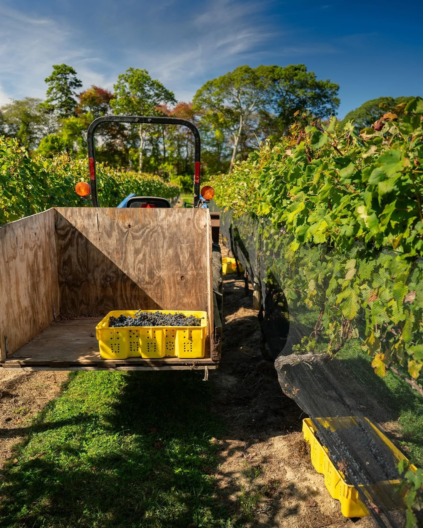 Harvest 2025 was one for the books! The vines were generous, the days were long (many 18+ hours long), and many glasses were raised to celebrate the season. We&rsquo;re endlessly grateful for our friends and family who showed up, lent a hand, and sha