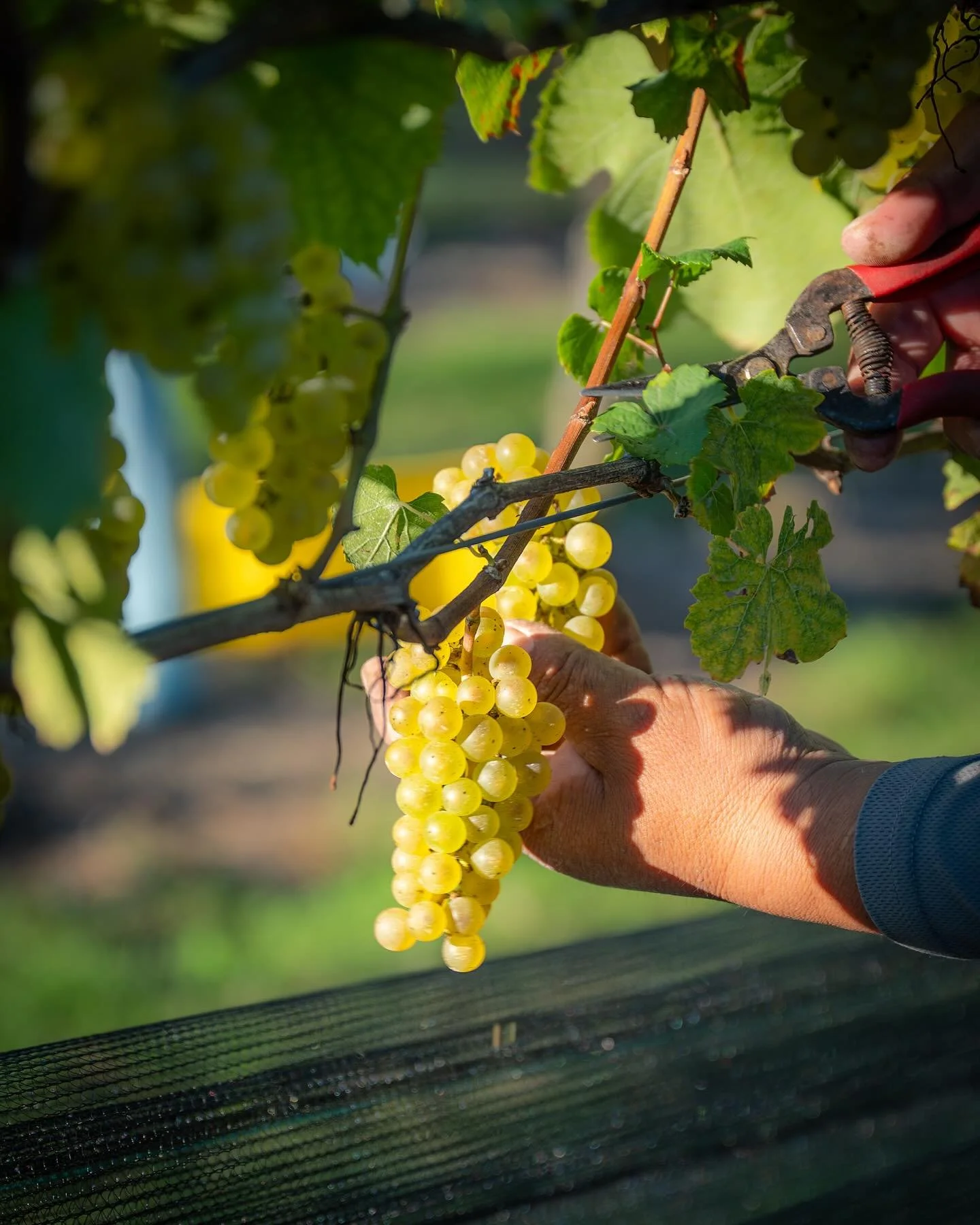 Already missing these magical harvest moments&hellip;. dreaming of the new Chardonnay and Sauvignon Blanc vintages to come.