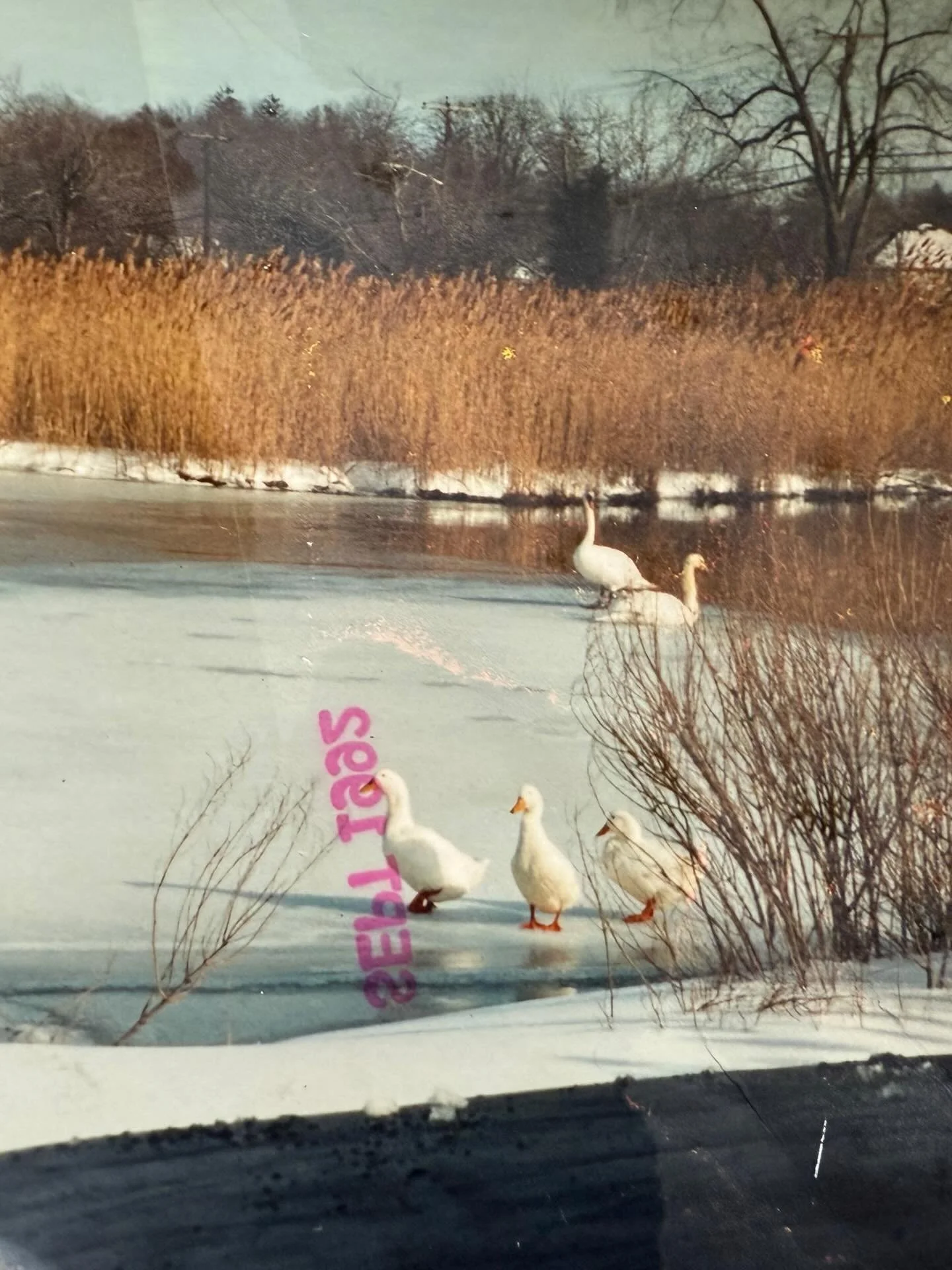 🎄 Merry Christmas from all of us at Loughlin Vineyard 🎄 
This photo was taken in 1995 at Meadow Croft, right as you come into the vineyard. Ducks standing on the ice. A quiet winter day. A moment that reminds us how long this land has been holding 