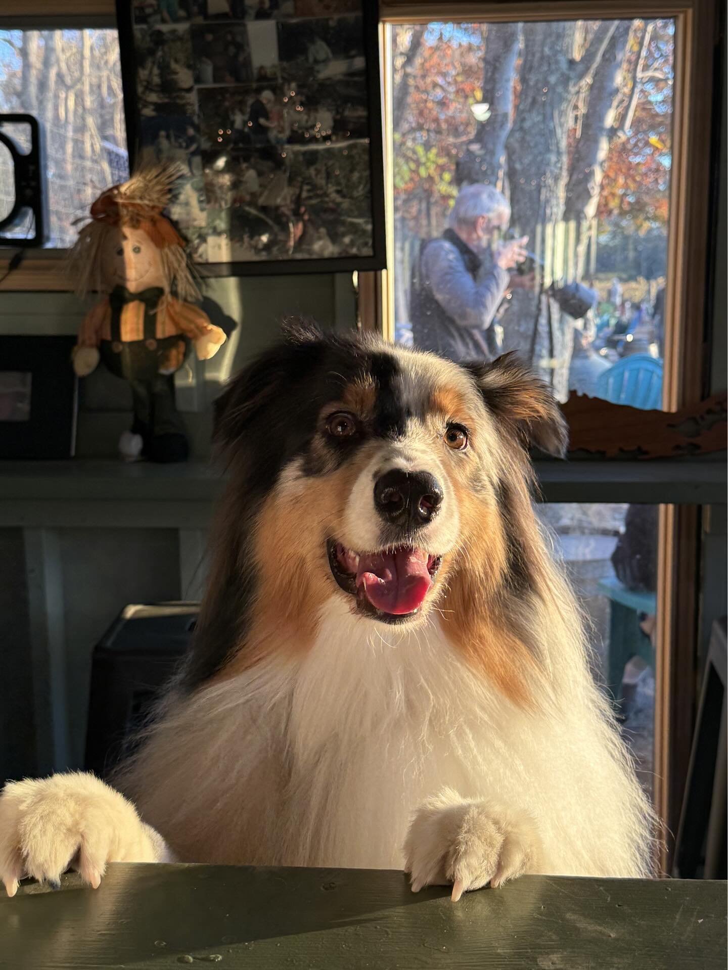 Vineyard pups are always welcome here at Loughlin Vineyard! 
We love sharing the vines with our four-legged regulars. Here&rsquo;s a gorgeous shot of my beautiful nephew, @livinlavino_luka, in all his Aussie glory. 

So on your next visit, feel free 