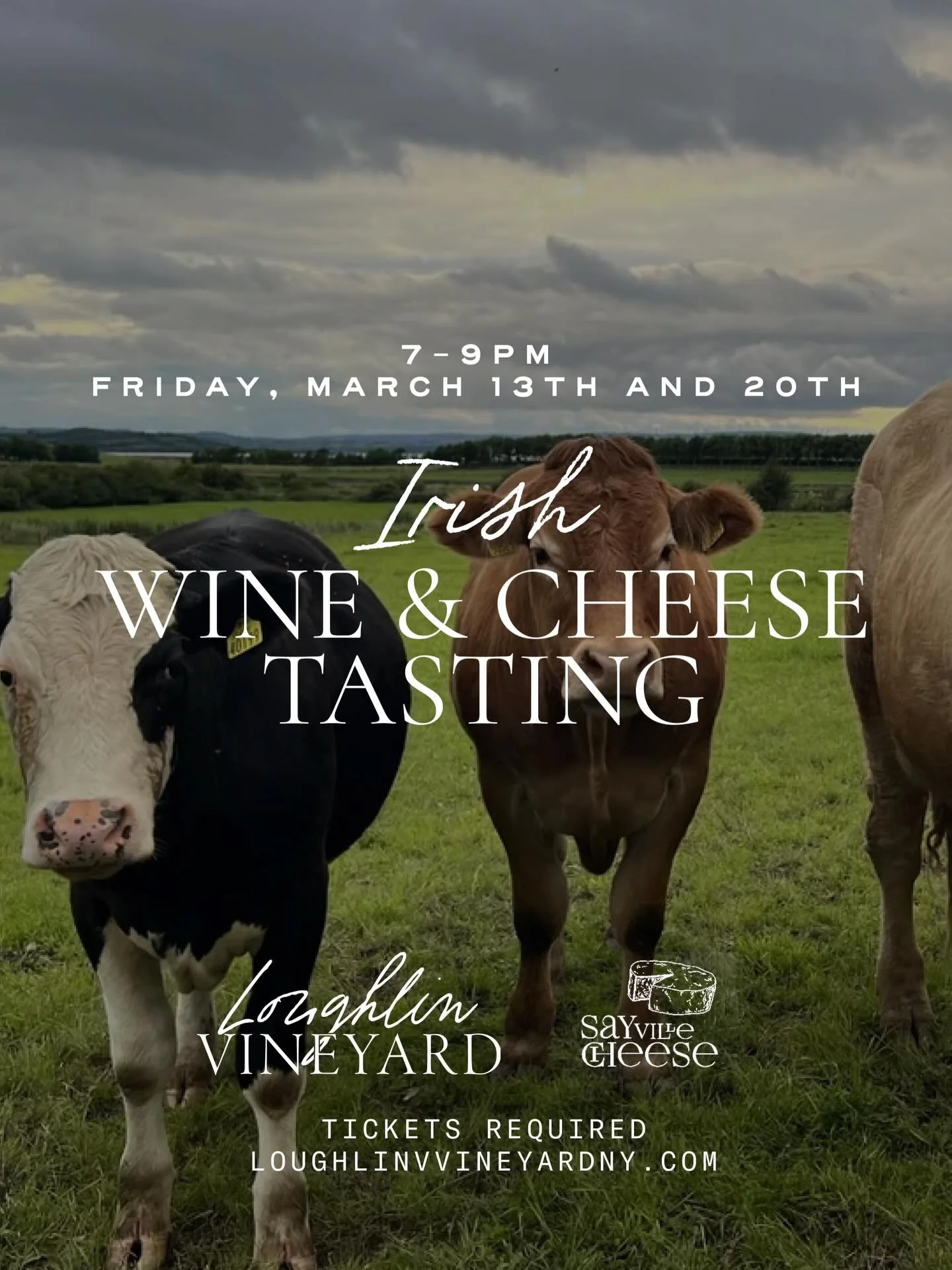 Come join us for an unforgettable evening of Irish cheese and wine pairing at Loughlin Vineyard this Friday, March 13th and next Friday, March 20th from 7-9pm. Sayville Cheese will be showcasing some of their finest selections of Irish cheese to comp