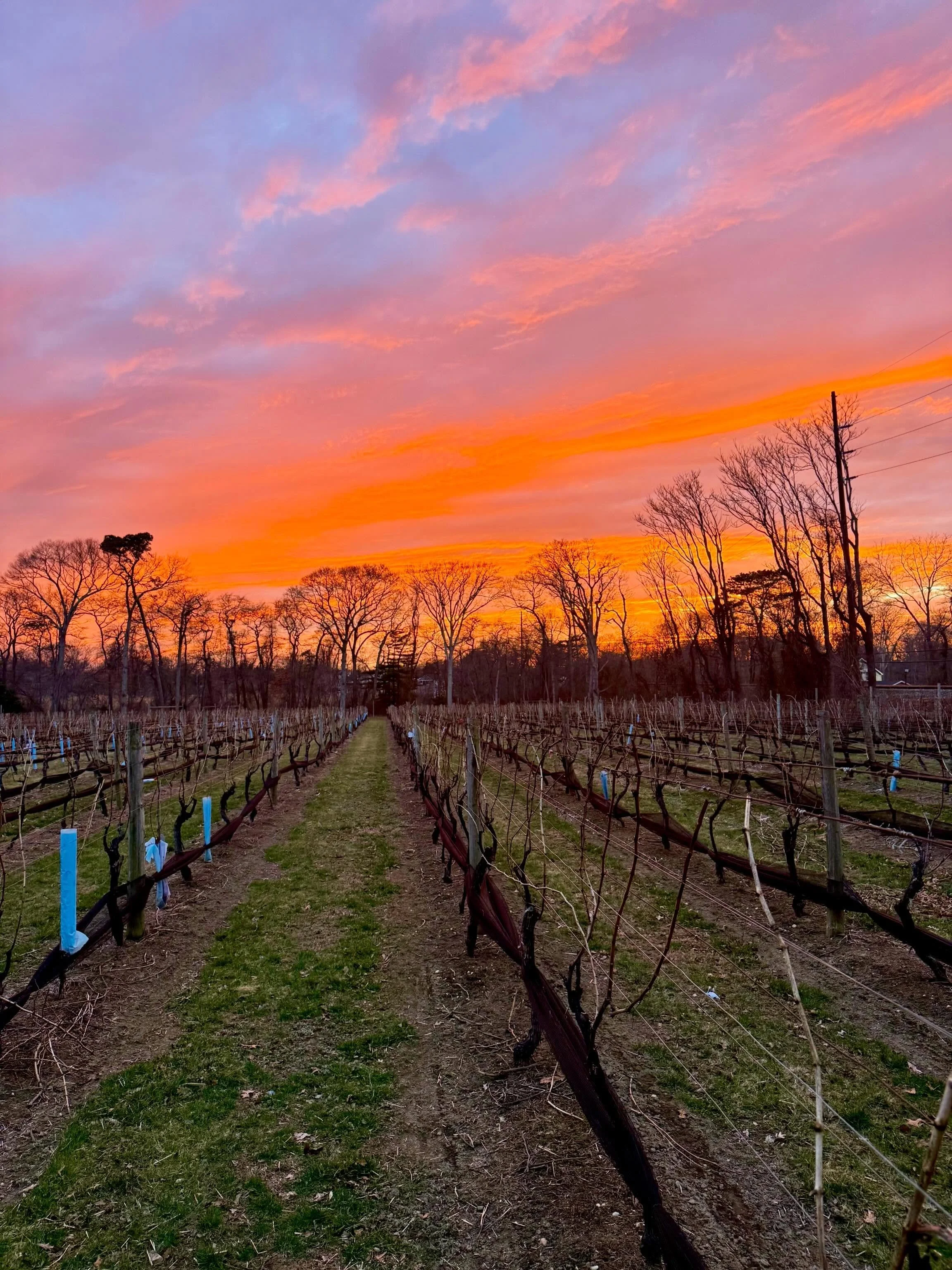 Hoping for another sunset like this to close out April 🌅
 Join us today, Sunday April 26th, with live music by @willangiulomusic from 3&ndash;6pm and eats by @orchardstreeteats. Come grab a glass, settle in, and enjoy the afternoon.

#loughlinvineya