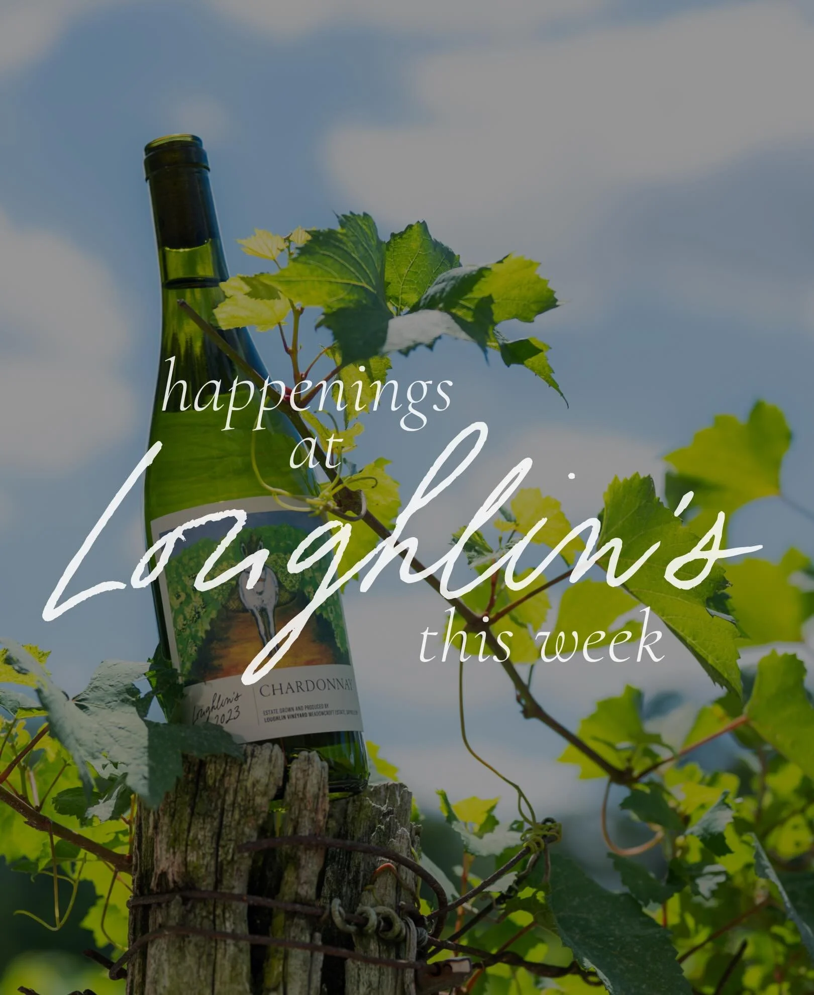 Happenings at the vineyard this week ✨ 
Friday kicks things off with The Oyster Sessions. Fresh oysters by @tallmuthashucka, bites by @orchardstreeteats, and live music by @chrisdevineacoustic from 4&ndash;7pm. 
Saturday and Sunday, we settle into th