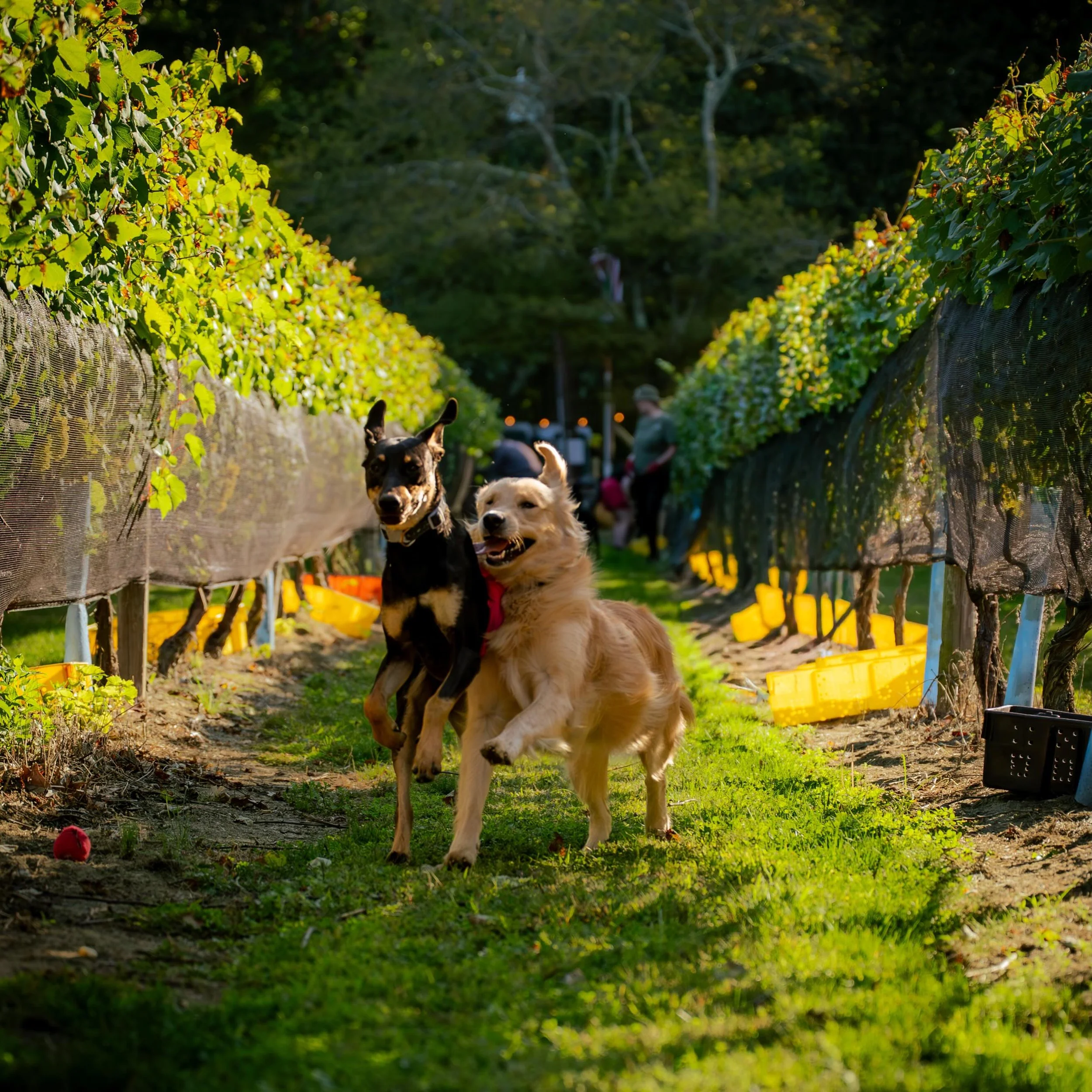 Running into Friday like this 🐾🍃 Breezy and Domingo are officially in weekend mode and honestly&hellip; same.

Join us in the vines Friday May 8th for The Oyster Sessions: Jazz Trio Night with fresh oysters by @tallmuthashucka, an epic new menu by 