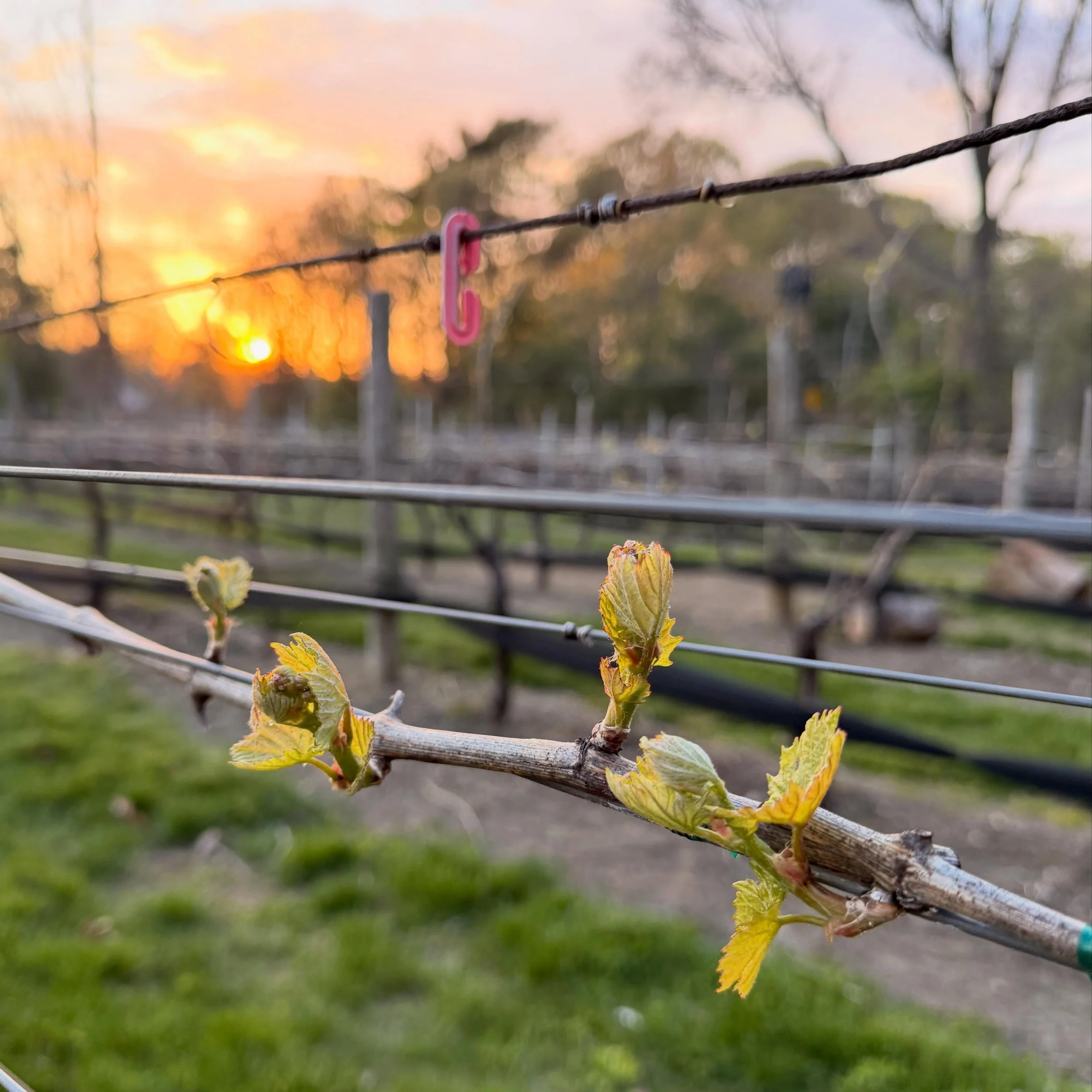 Come check out the growing buds this weekend! Friday stop by for @crossroadsque BBQ and oysters by @tallmuthashucka with live music by @tonisantoramusic from 4-7pm. 

Saturday Sounds with @evanandjamesmusic from 2-5pm with food by @orchardstreeteats 