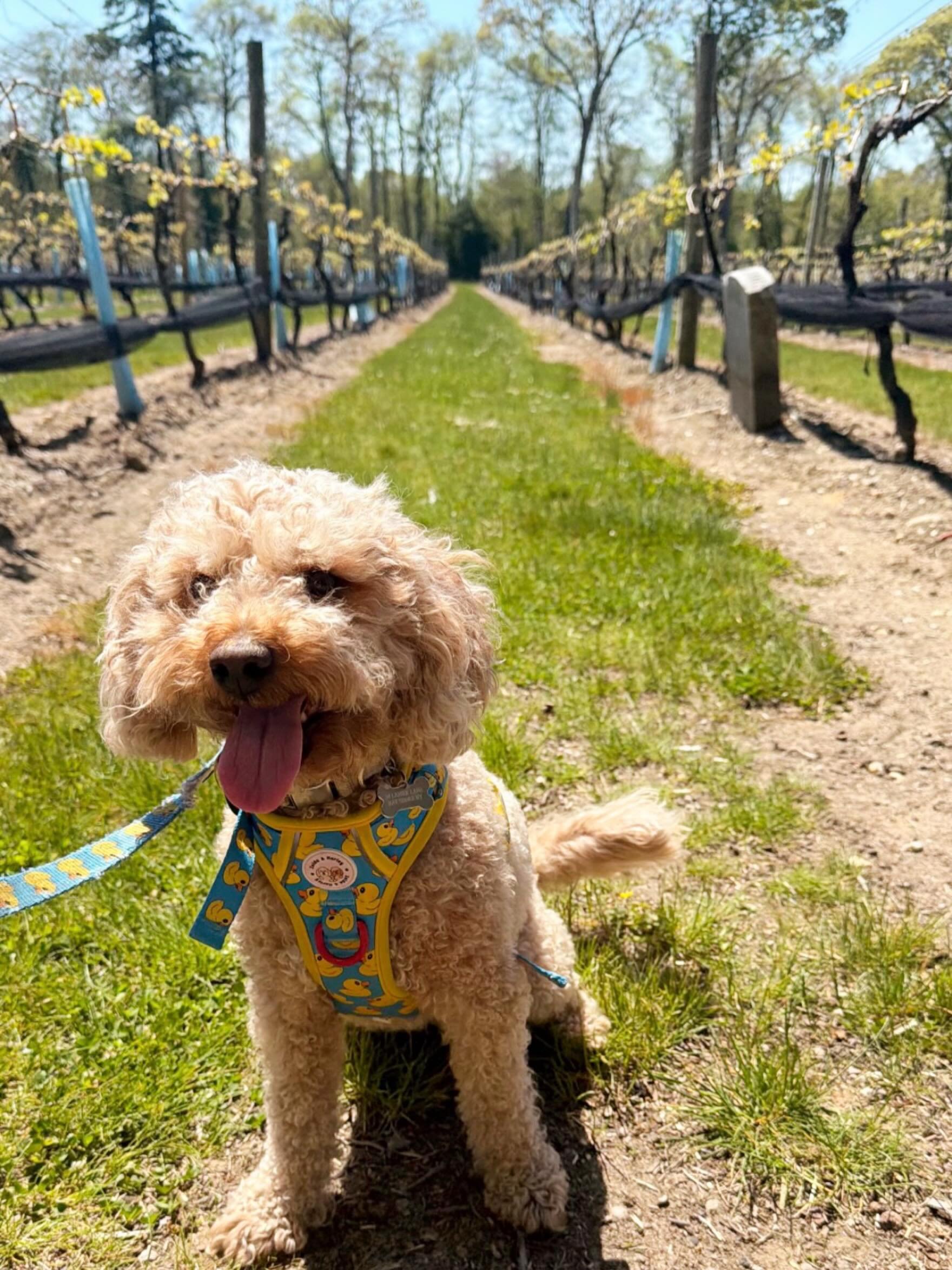 Be like Cheetos and come enjoy those vineyard vibes today from 12-7pm ☀️Live music from 2-5pm by @mordavmuse, food by @orchardstreeteats and @sayvillecheeseli 🦞🧀 Thanks @hollydolly.xo for the adorable pic!