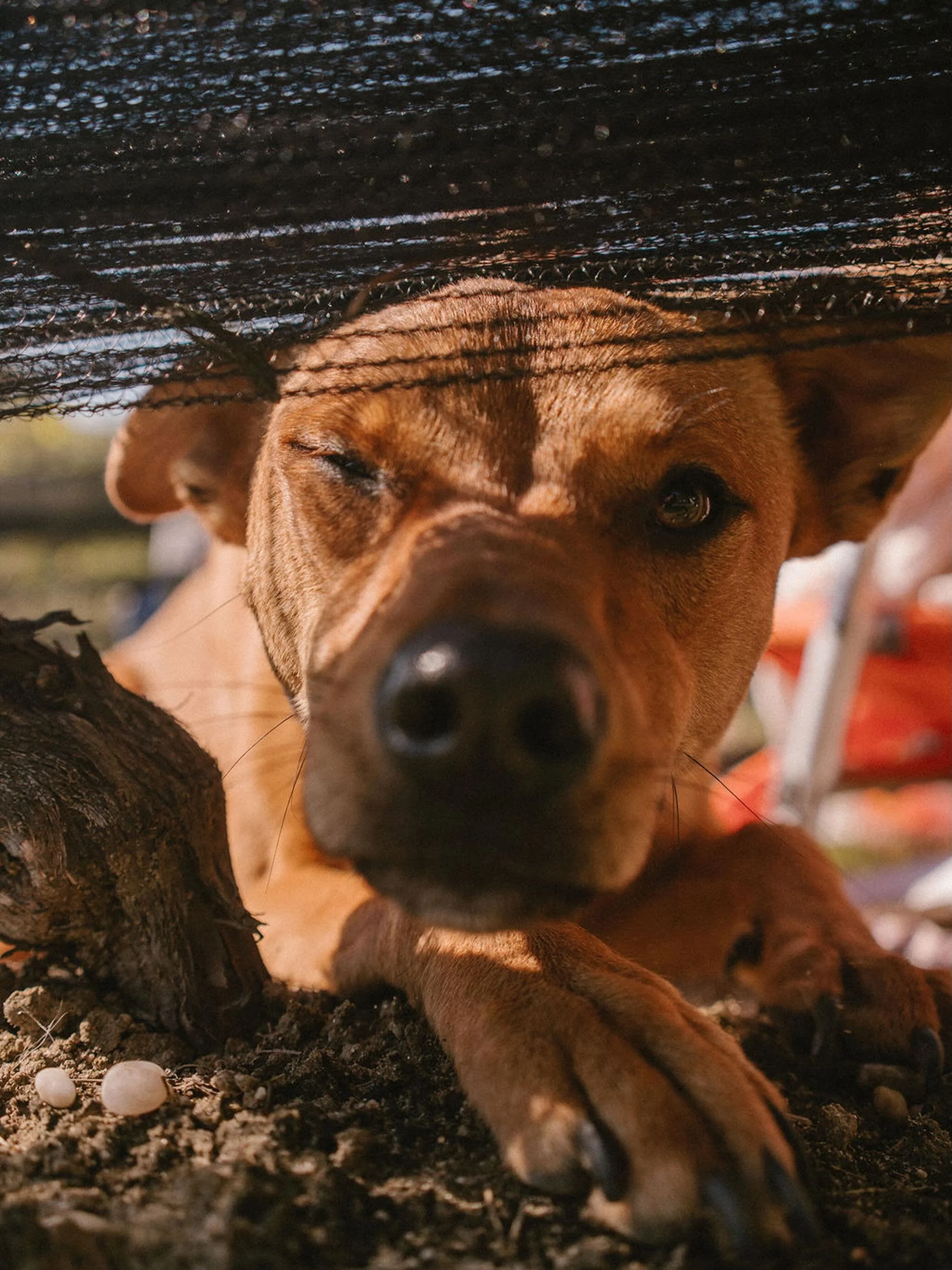 The vineyard pups are honestly one of my favorite parts of owning the vineyard. We&rsquo;re wildly pet-friendly here&hellip; we even had a duck named Charlotte stop by recently 🦆 
Thank you for bringing your four-legged fur babies down to spend time