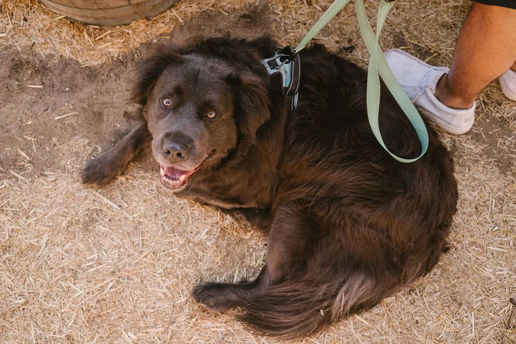 Rescues &amp; Rosé with New York Safe Animal Rescue and Live Music by Toni Santora