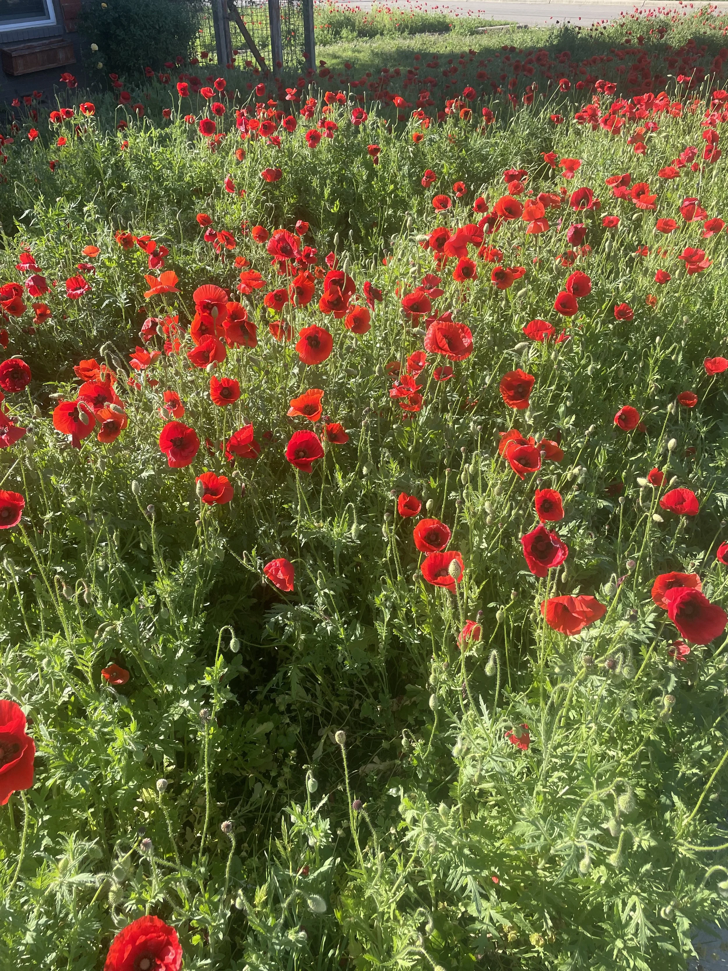 IMG_1442.jpeg