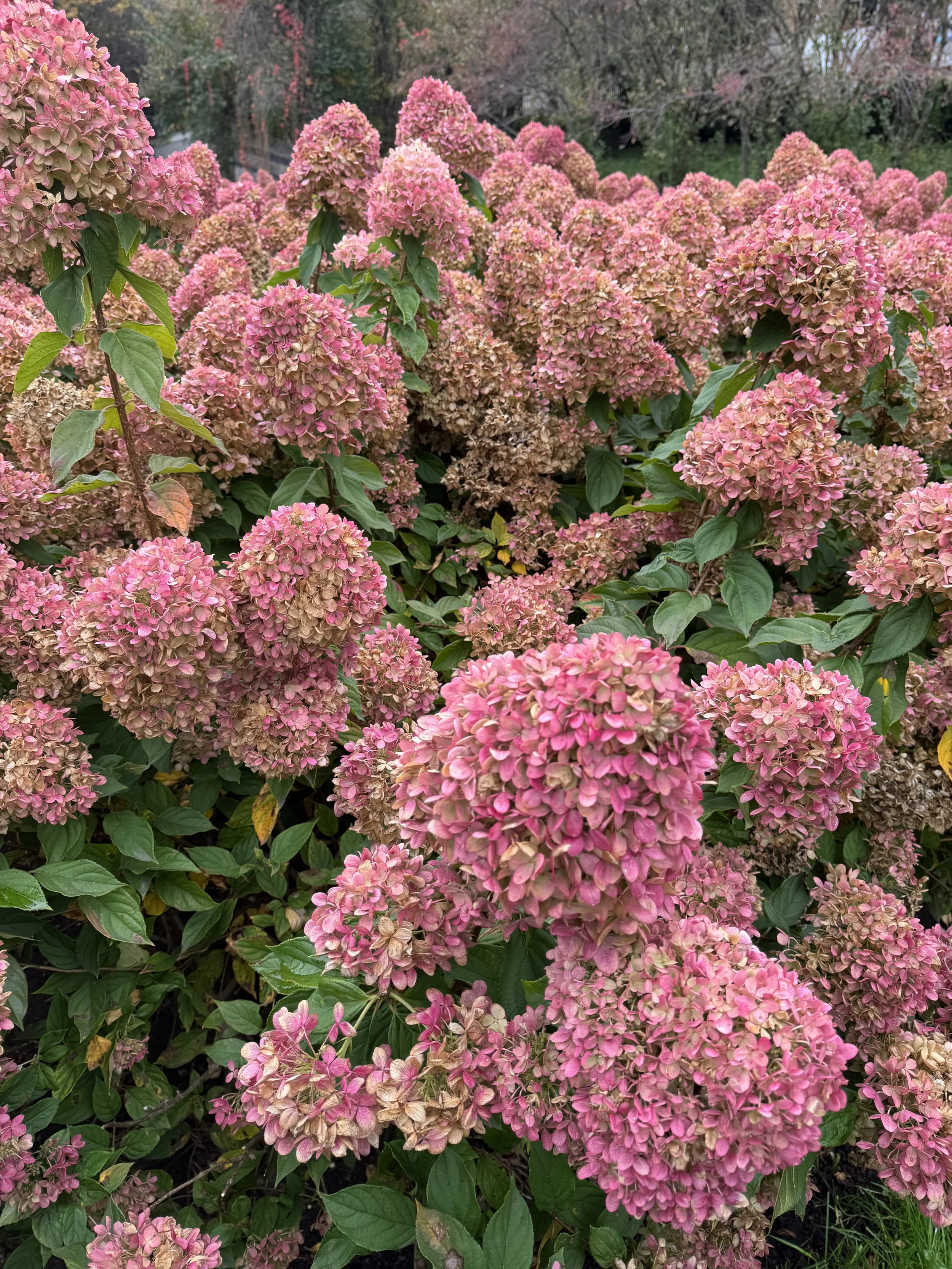 IMG_3945.jpeg