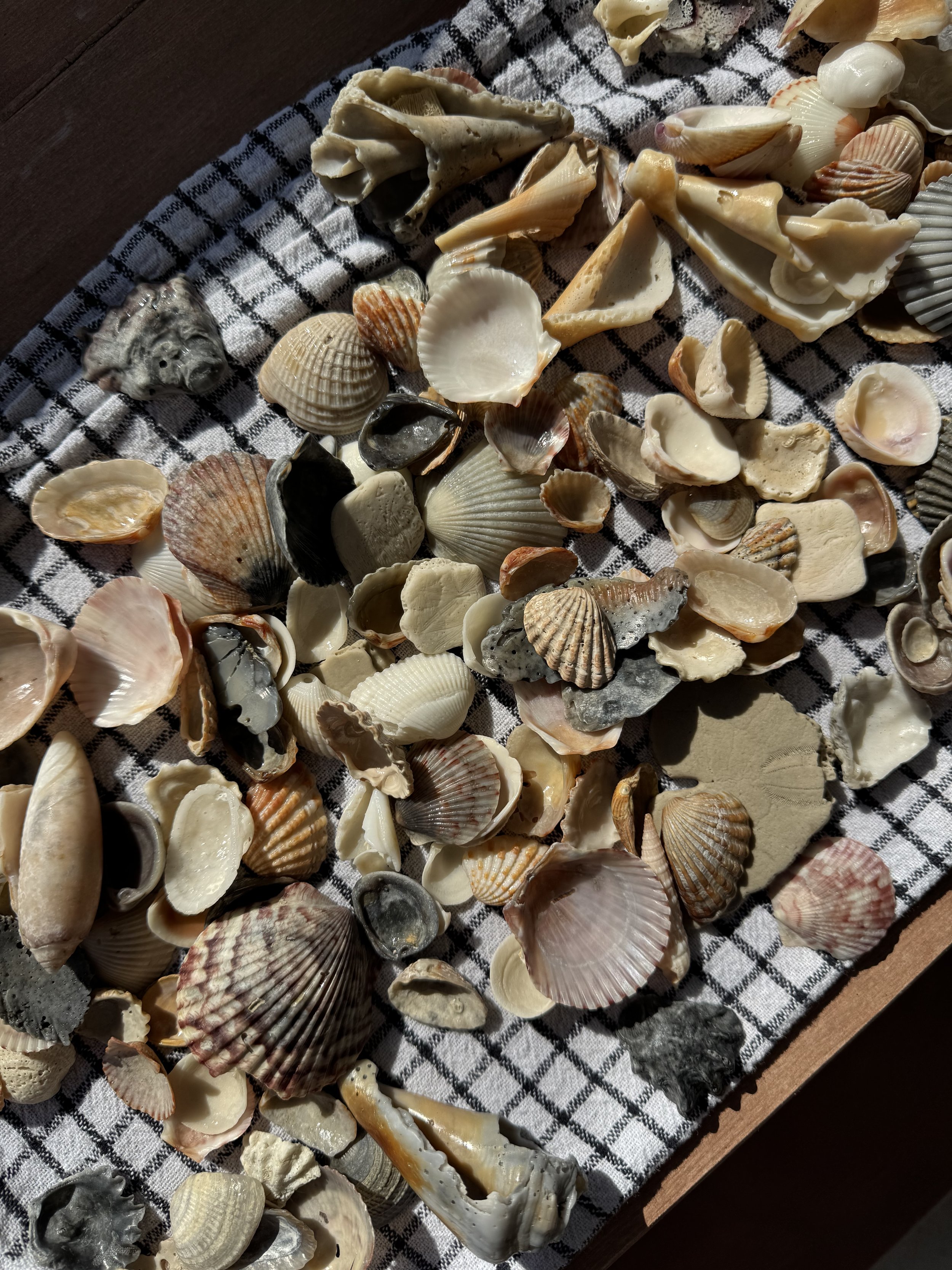 Shell Craft Ideas