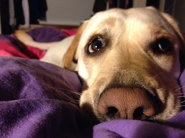 Chien tremblant pouvant ressentir du froid ou du stress, nécessitant un environnement rassurant et sécurisé.