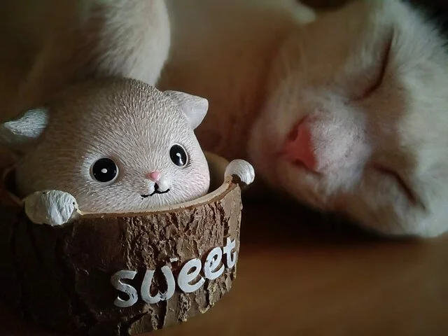 Comportement du chat : comprendre, décrypter et corriger les troubles