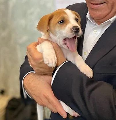 Adopter un chien en 2026 : bien choisir et réussir son intégration dans la famille