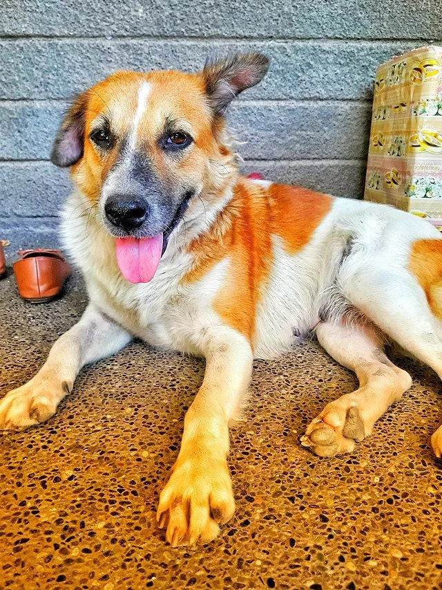 Chien abandonné en France : ces sauvetages qui redonnent foi en l’humanité