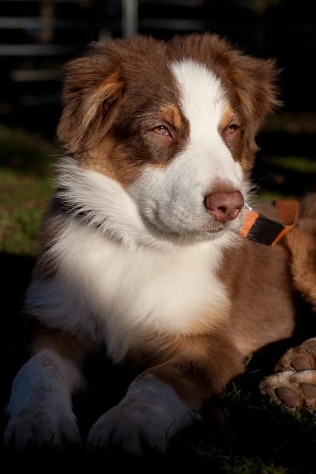 Berger Australien, chien populaire 2026, race de chien sportive et intelligente, idéal pour les familles actives et les amateurs de dressage. Chien de compagnie affectueux, chien à adopter et compagnon canin énergique pour maison avec jardin.